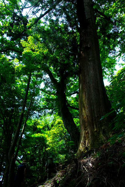 樹齢何年だろうか？　神秘的な木々も多く見られる。