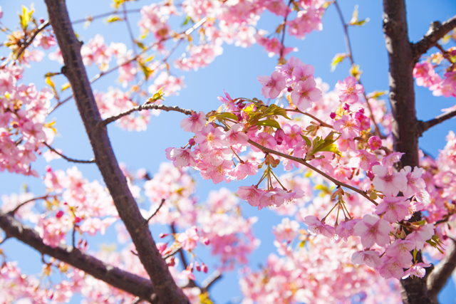 桜の写真