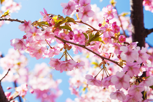 河津桜
