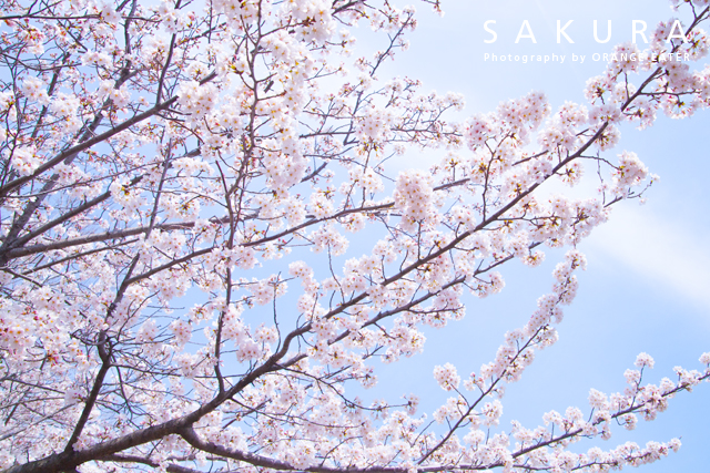 桜の写真04