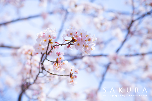 桜の写真