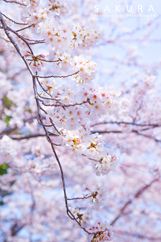 桜のカバー