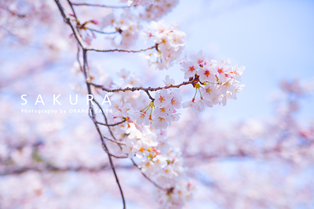 桜の写真03