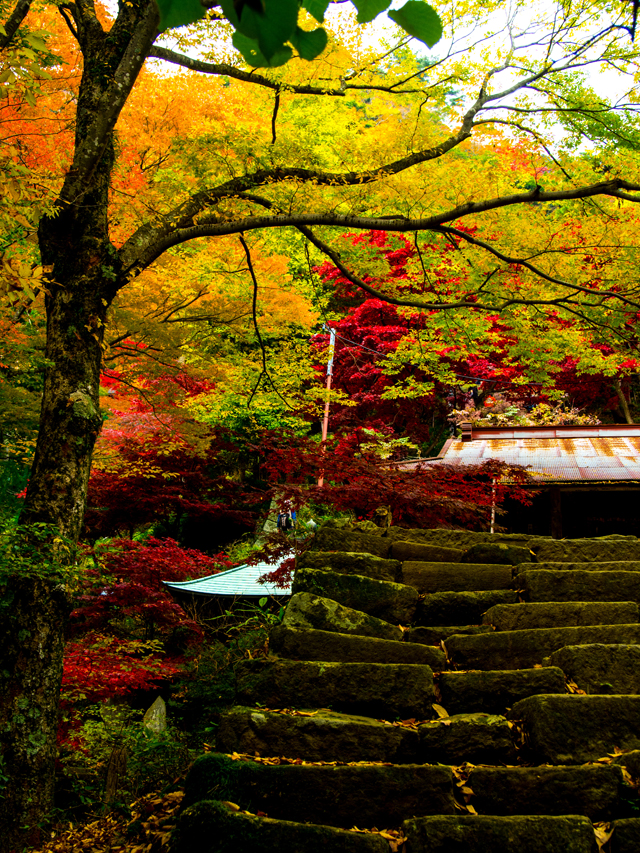 大山紅葉