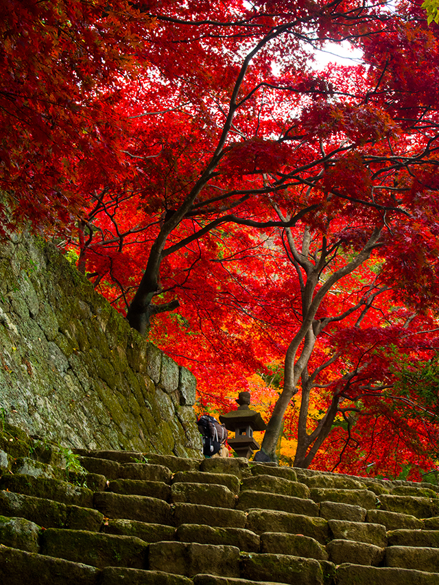 大山紅葉