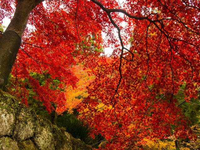 大山紅葉