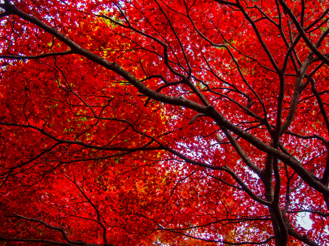 大山紅葉