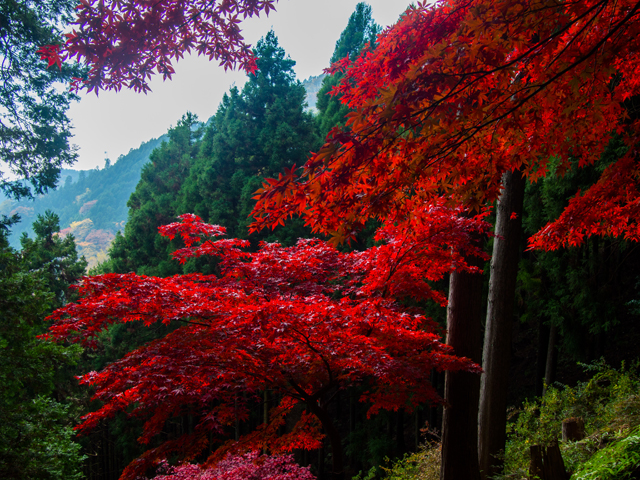 大山紅葉