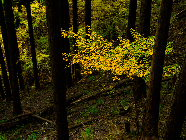 大山紅葉