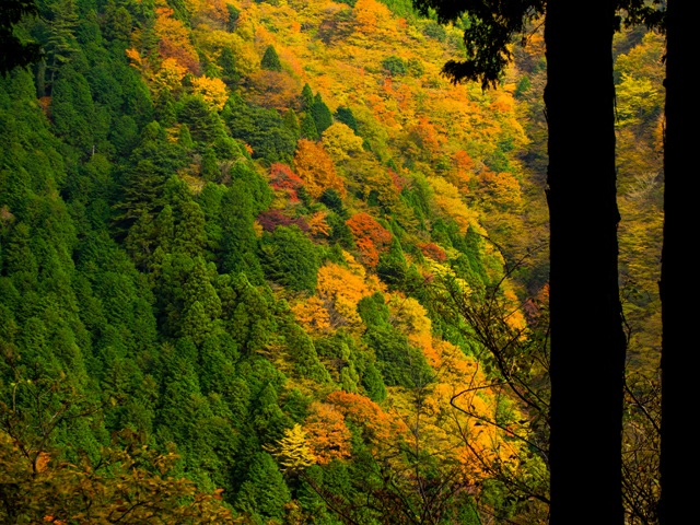 大山紅葉